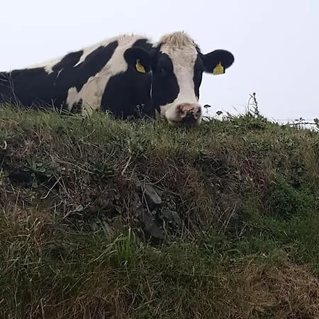 Gæstehus The Lookout Skibbereen